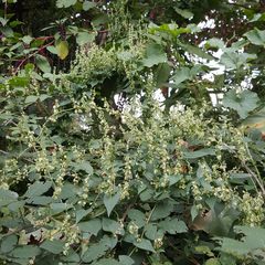 Fallopia dumetorum