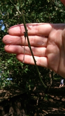 Chalcolestes