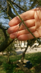 Chalcolestes