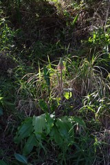 Veltheimia bracteata