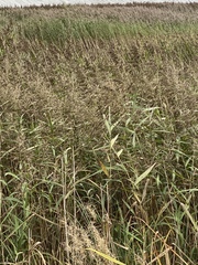 Phragmites australis