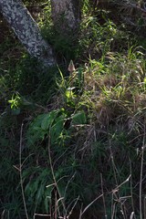 Veltheimia bracteata