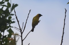 Ploceus bertrandi