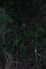 Veltheimia bracteata