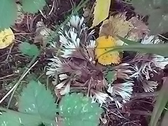 Thelephora penicillata