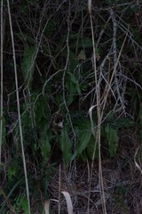 Veltheimia bracteata