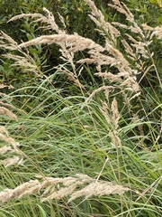 Calamagrostis epigejos