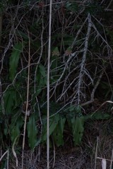 Veltheimia bracteata