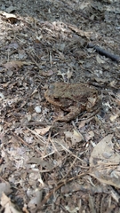 Bufo bufo