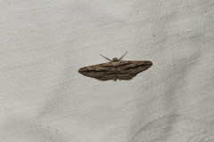 Ecleora solieraria