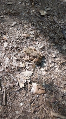 Bufo bufo