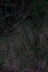 Cyperus textilis