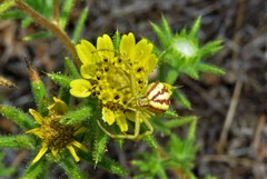 Mecaphesa schlingeri