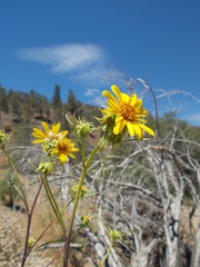 Helianthus californicus