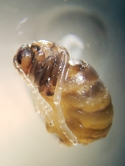 Acraspis villosa
