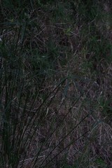Cyperus textilis