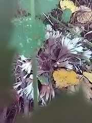 Thelephora penicillata