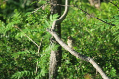 Emberizidae