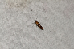 Epicallima bruandella