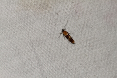 Epicallima bruandella