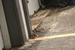 Leiocephalus carinatus