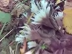 Thelephora penicillata