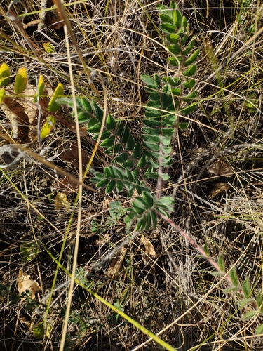 Image of Astragalus dasyanthus by (c) Denys Vynokurov, some rights reserved (CC BY)