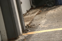 Leiocephalus carinatus