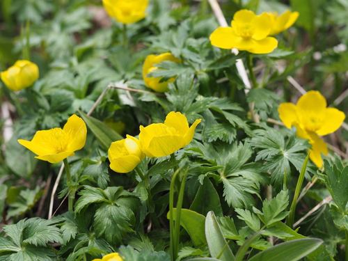 Image of Trollius shinanensis by (c) Yoshimasa Uchiyama, some rights reserved (CC BY)