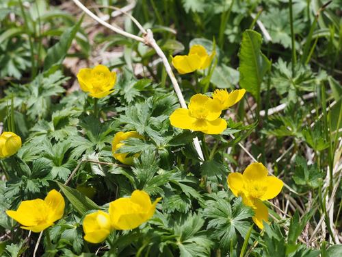 Image of Trollius shinanensis by (c) Yoshimasa Uchiyama, some rights reserved (CC BY)