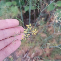 Foeniculum vulgare
