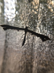 Anstenoptilia marmarodactyla