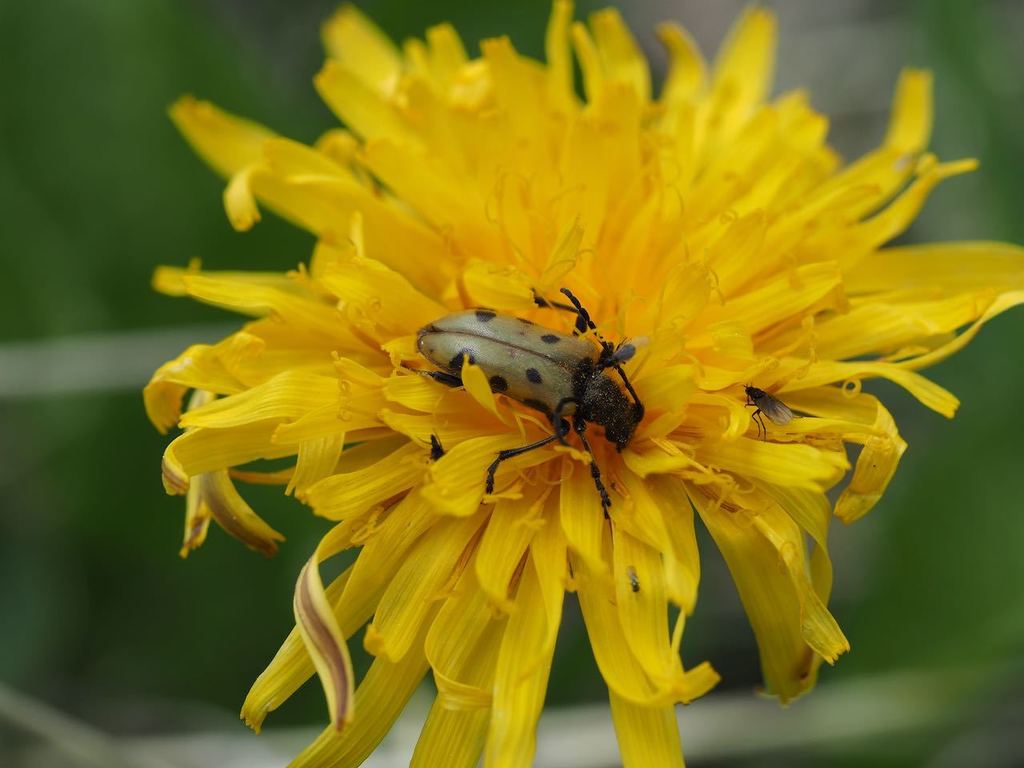 Brachyta danilevskyii