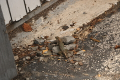 Leiocephalus carinatus