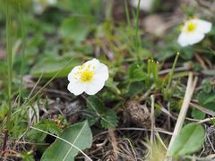 Fragaria nipponica