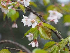 Prunus nipponica nipponica