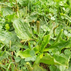 Plantago major