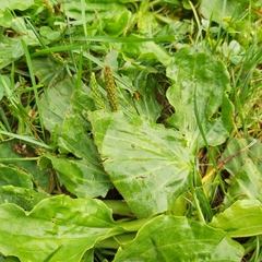 Plantago major
