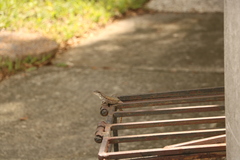 Leiocephalus carinatus