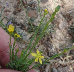 Linum neomexicanum