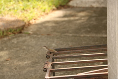 Leiocephalus carinatus