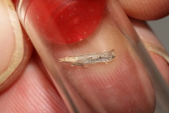 Holcopogon bubulcellus