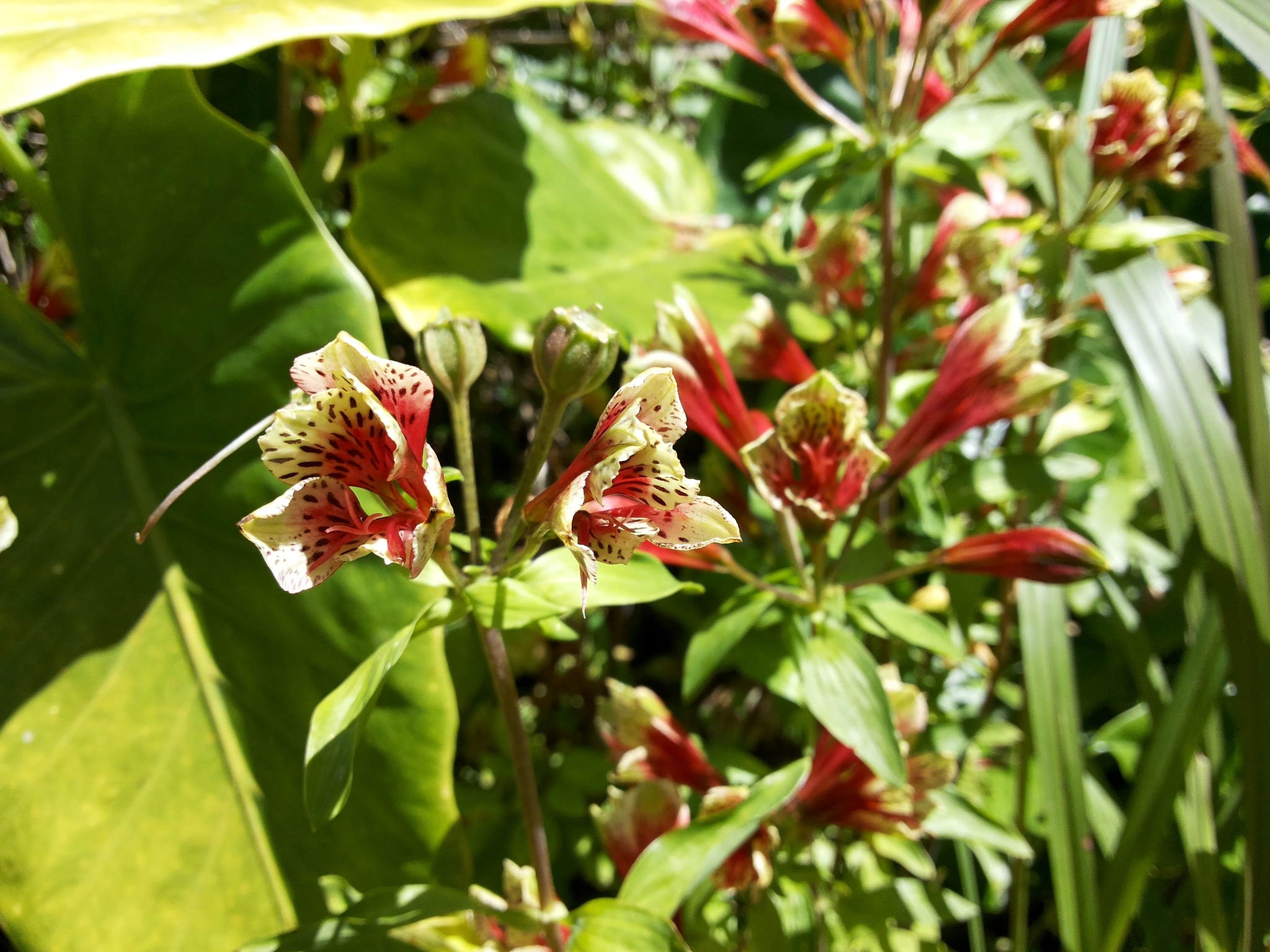 Alstroemeria psittacina