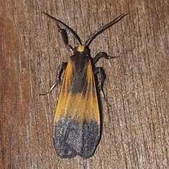 Lycomorphodes