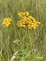 Tanacetum vulgare