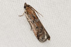 Pempeliella