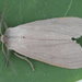 Milkweed Tussock Moth - Photo (c) Seabrooke Leckie, some rights reserved (CC BY-NC-ND)