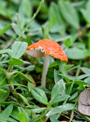 Marasmius vagus