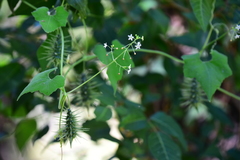 Echinopepon wrightii