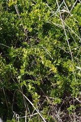 Azima tetracantha